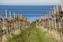 Vinograd
