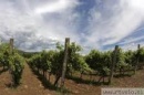 Vinograd terana