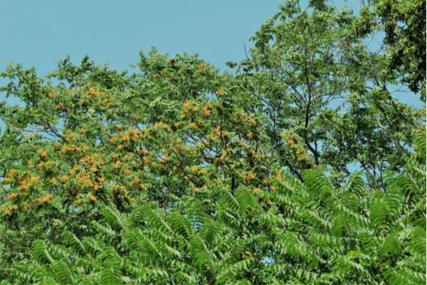 Ailanthus altissima [Ph Archivio UNITS ©]