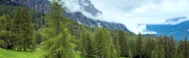 FORESTE