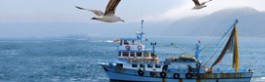 Distretto di pesca Alto Adriatico Distretto di pesca Alto Adriatico
