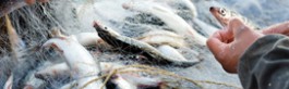 Pesca professionale Pesca professionale