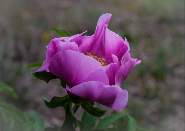 Da Gropada al Bosco Igouza - Peonia officinalis  -  (foto Alessandra Tribuson)