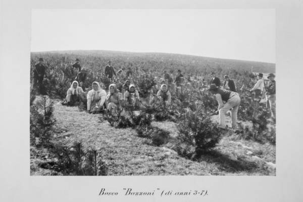 Il Bosco Bazzoni - Immagine storica del rimboschimento del Bosco Bazzoni  -  (foto archivio storico CDN)