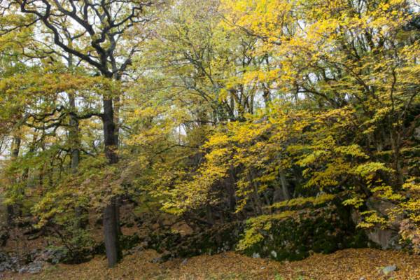 Il sentiero Josef Ressel nel Bosco Igouza - La Globoka dolina  -  (foto Roberto Valenti)