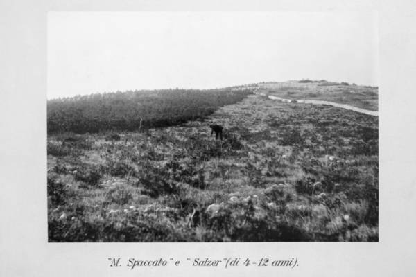 (Ri)Destinazione Monte Spaccato - Immagine storica dei rimboschimenti del Monte Spaccato e del Bosco Salzer  -  (foto archivio storico CDN)