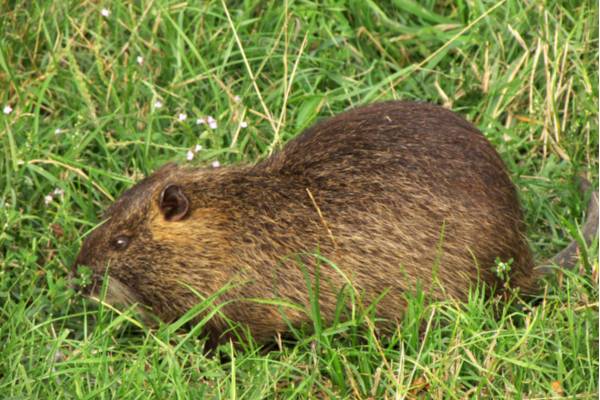 Nutria [Ph Gabriele Facchin ©]