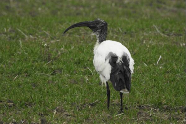 Ibis sacro [Ph Matteo Toller ©]