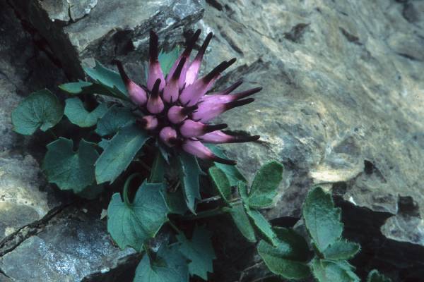 Raponzolo di roccia (Physoplexis comosa), ph Roberto Valenti 