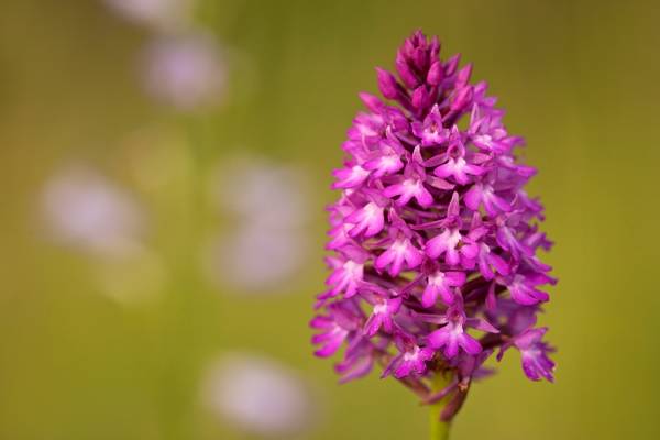 Anacamptis pyramidalis, ph Roberto Valenti