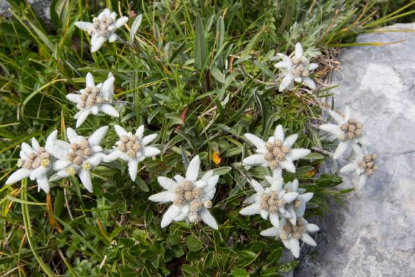 Stella alpina (Leontopodium alpinum), ph Roberto Valenti 