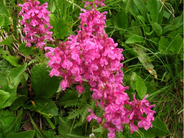 Pedicularis rostratocapitata, ph Michela Tomasella 