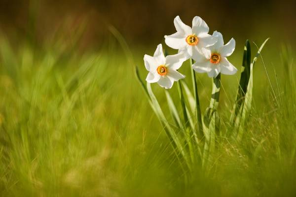 Narciso (Narcissus radiiflorus), ph Roberto Valenti 