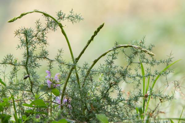 Asparago selvatico (Asparagus acutifolius), ph Roberto Valenti 