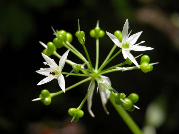 Aglio orsino (Allium ursinum), ph Stefano Fabian
