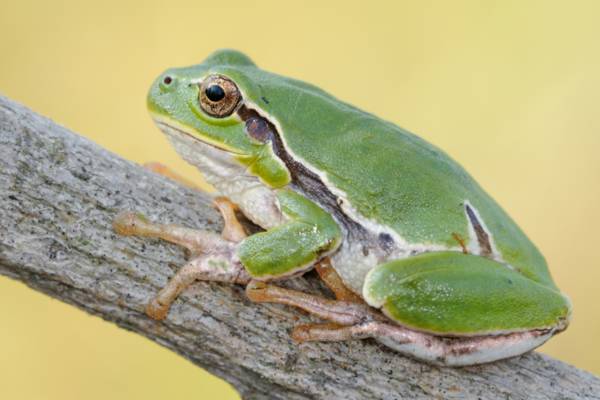 Raganella italiana (Hyla intermedia), ph Matteo Di Nicola