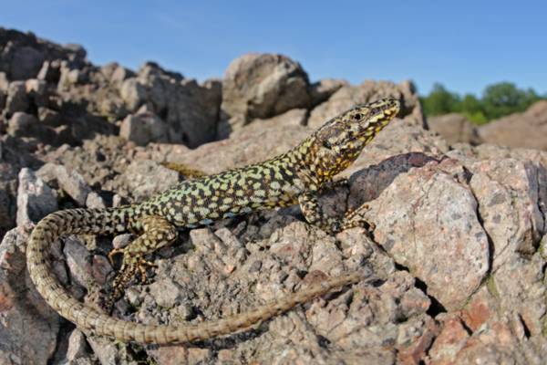 Lucertola muraiola (Podarcis muralis), ph Matteo Di Nicola