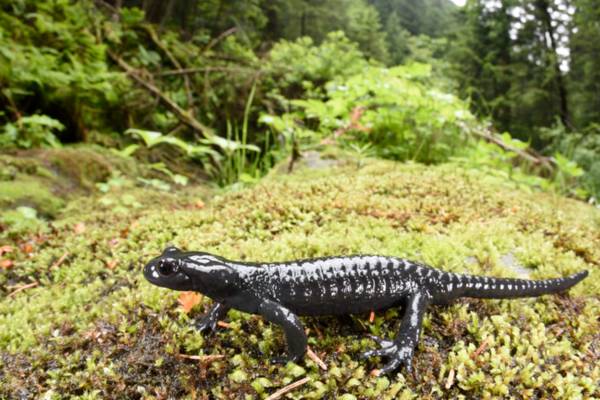 Salamandra alpina (Salamandra atra), ph Matteo Di Nicola