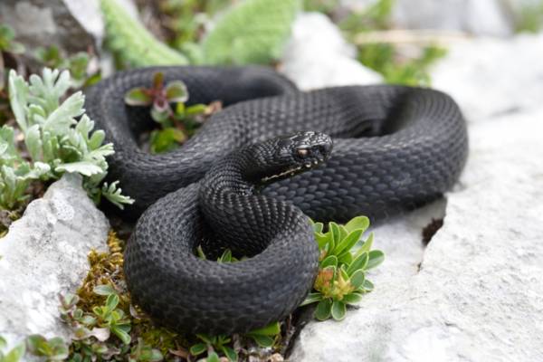 Marasso (Vipera berus), ph Matteo Di Nicola