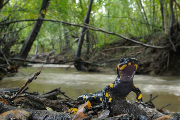 Salamandra pezzata (Salamandra salamandra), ph Matteo Di Nicola