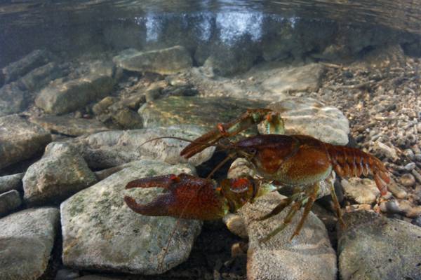 Gambero di fiume (Austropotamobius pallipes), ph Matteo Di Nicola