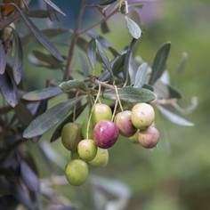 Olivicoltura