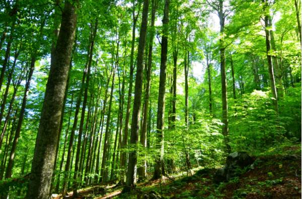 Estate tra i faggi del Cansiglio - Foto di Giorgio Comuzzi