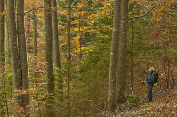 Cansiglio, la faggeta d'autunno - Foto di Dario Di Gallo