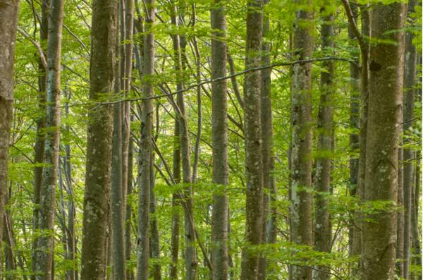 Cansiglio, la faggeta, particolare del bosco di faggi - Foto di Dario Di Gallo