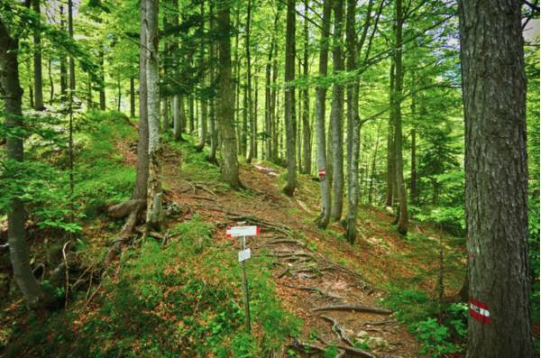 Alcuni dei sentieri tra i boschi di Fusine - Foto di Giorgio Comuzzi