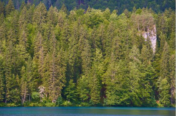 Particolare del primo Lago di Fusine - Foto di Dario Di Gallo