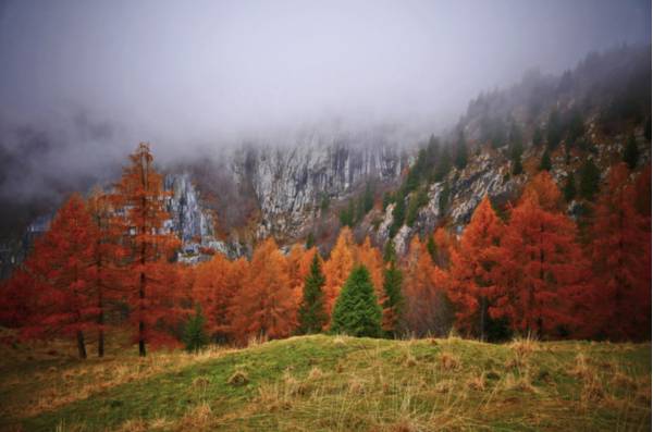 Autunno nei boschi di Pramosio - Foto di Giorgio Comuzzi