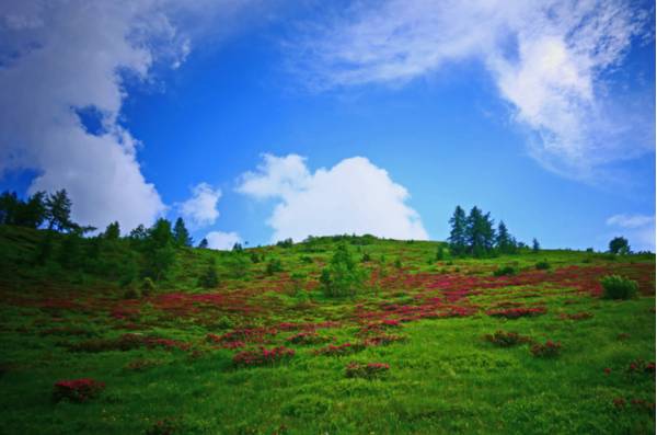 Fioritura primaverile sui prati di Pramosio - Foto di Giorgio Comuzzi
