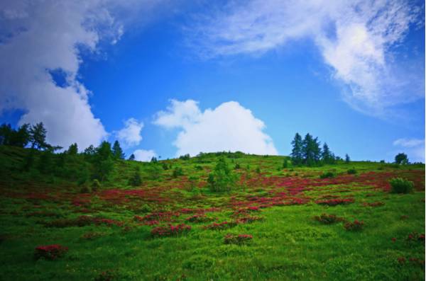 Fioritura primaverile sui prati di Promosio - Foto di Giorgio Comuzzi