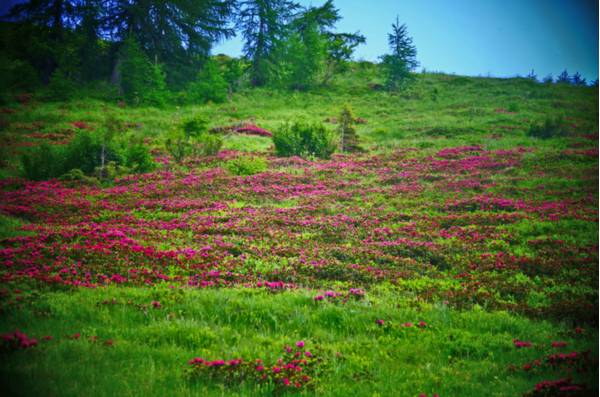 Fioritura primaverile sui prati di Pramosio - Foto di Giorgio Comuzzi