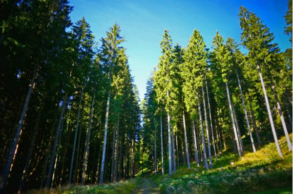 La strada forestale per Forchiutta - Foto di Giorgio Comuzzi