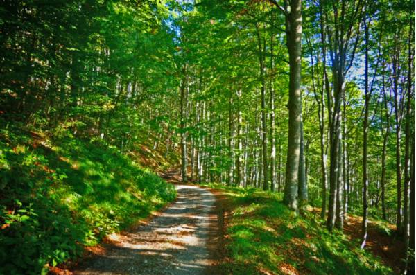 La strada forestale per Forchiutta - Foto di Giorgio Comuzzi