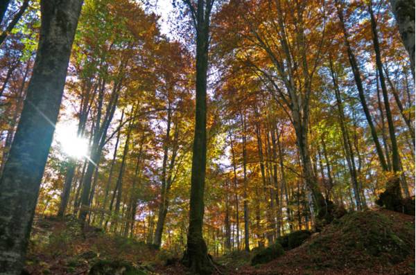 Bosco di faggi in versione autunnale al Prescudin - Foto di Giorgio Comuzzi