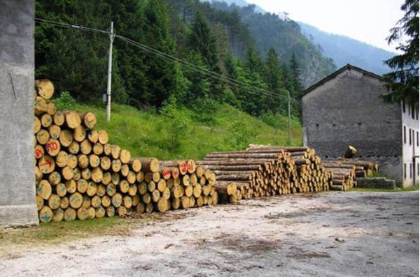 Barcis, Foresta del Prescudin, tronchi accatastati - Foto di Pier Paolo De Biasio