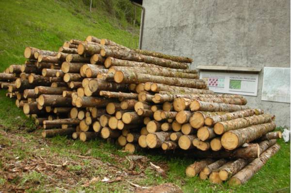 Barcis, Foresta del Prescudin, tronchi accatastati ("stangame") - Foto di Pier Paolo De Biasio