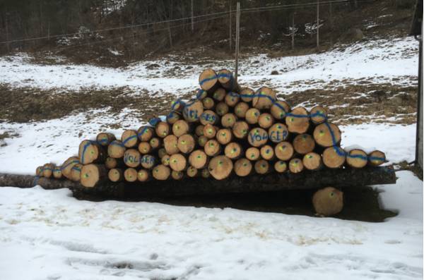 Barcis, Foresta del Prescudin, tronchi accatastati con la neve - Foto di Pier Paolo De Biasio