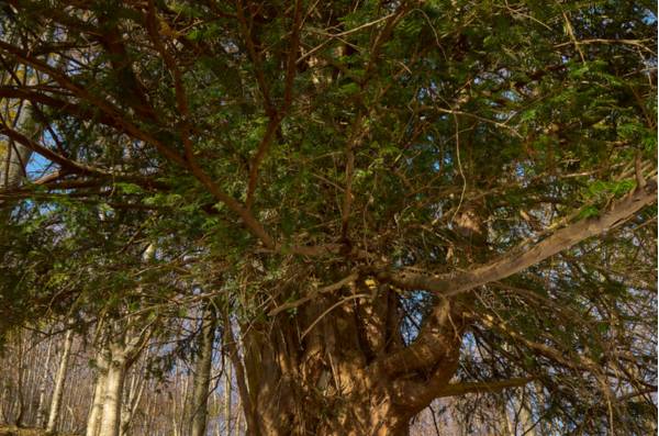 Prescudin, particolare di uno degli alberi di tasso - Foto di Dario Di Gallo