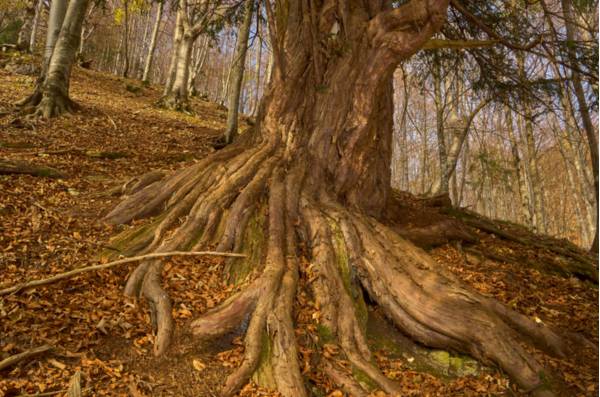 Prescudin, particolare di uno degli alberi di tasso - Foto di Dario Di Gallo