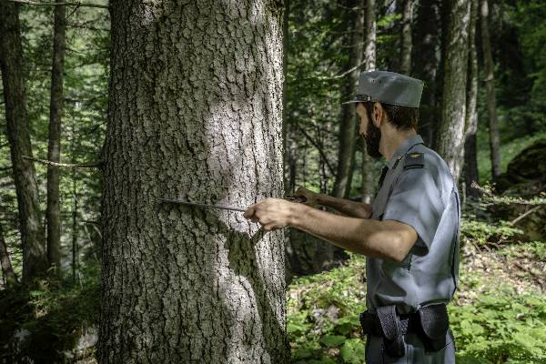 Cavallettamento pianta abete rosso - Foto archivio CFR