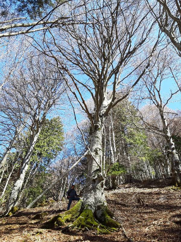 Rilievo alberi monumentali 1 - Foto archivio CFR