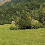 Terreni incolti e abbandonati nei territori montani