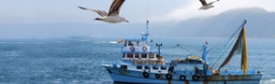 Distretto di pesca Alto Adriatico 