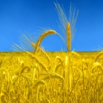 Emergenza Ucraina