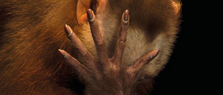 Joel Sartore - Photo Ark