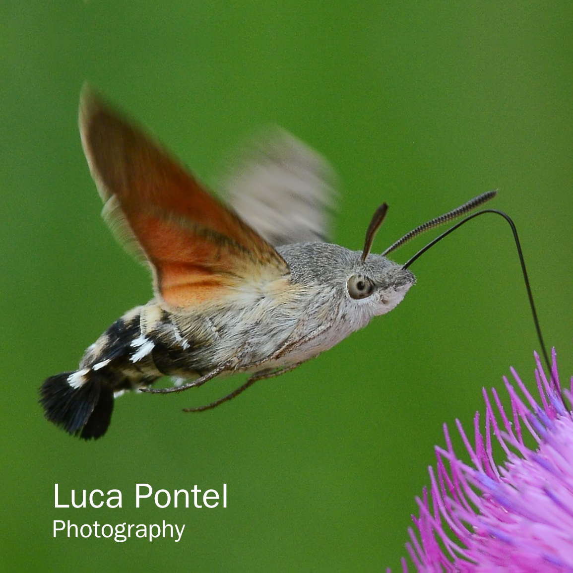 Progetto LIFE PollinAction